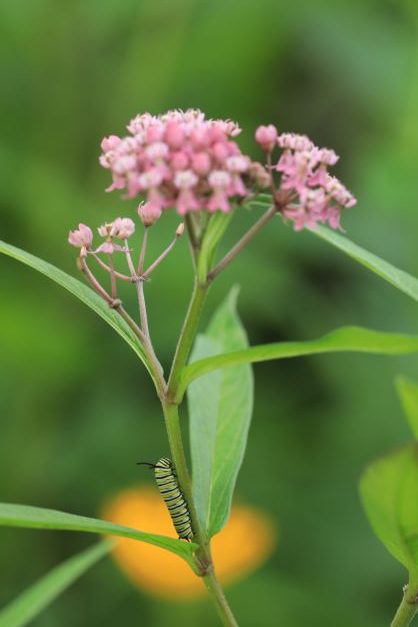 Rose swamp milkweed (asclepias incarnata) starter plant - Blazing Star ...